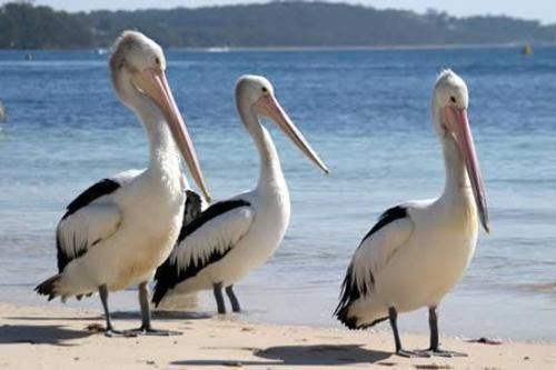 Pelican Sands Scamander Luaran gambar